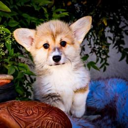 Boy 5 - Red male Pembroke Welsh Corgi puppy in Caliente, California from Rafter Cross 7