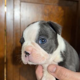 Boston Terrier Puppies from Candi's Boston Terriers