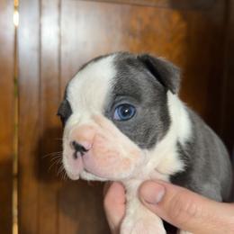 Boston Terrier Puppies from Candi's Boston Terriers