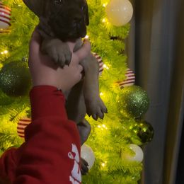 Honda - Red fawn female Bullmastiff puppy in South Attleboro, Massachusetts from Bessettes Bullies