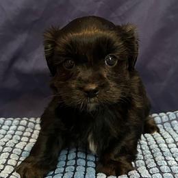 Hendrix - Black male Morkie puppy in Dighton, Massachusetts from Massachusetts Morkies