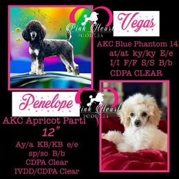 Poodle puppies from Donna’s Aussies & Pink Heart Poodles