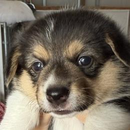 Lucky - Black and tan female Pembroke Welsh Corgi puppy in Riverside, California from Four Aces Corgis