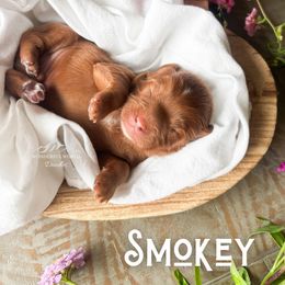 Smokey - Red male Cavapoo puppy in South Jordan, Utah from Wonderful World Doodles