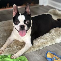 June - Boston Terrier