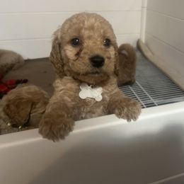 Goldendoodle Puppies from Dream Lake Doodles