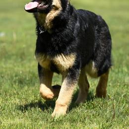 German Shepherd Puppies from Auf der Marquis German Shepherds