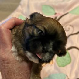 Charlotte - Red female Shih Tzu puppy in Victorville, California from RUMBLE n TUMBLE