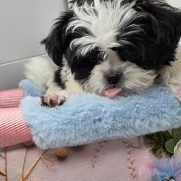 Midwest Mini Emma - White female Mi-Ki puppy in Clearwater, Kansas from Midwest Mini Mi-kis