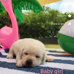 Labrador Retriever Puppies from Texas Finest English Labradors