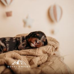 Pippin - Blue merle male Bernedoodle puppy in Grants Pass, Oregon from Royal Empire Bernedoodles