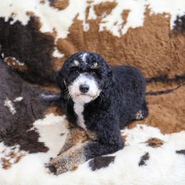 Toby - Bernedoodle