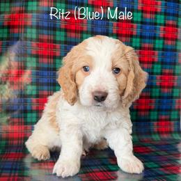 Ritz - Parti male Goldendoodle puppy in De Pere, Wisconsin from Kinzor Kennels