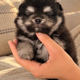 Girl 3 - Black and tan female Pomeranian puppy in Boca Raton, Florida from Poms of The Shire