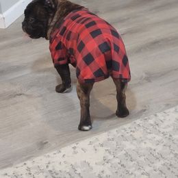 "Champ" French Bulldog Puppies from Fancy Frenchies