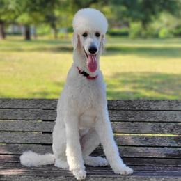 Astrid - Poodle