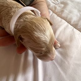 Cockapoo, Goldendoodle, and Poodle Puppies from Clad Doodles