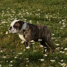 Razzle - Bulldog
