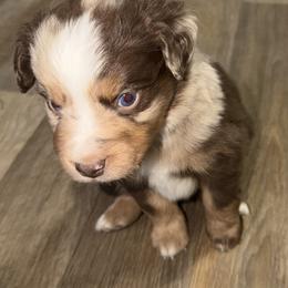 Klaus - Red merle male Toy Australian Shepherd puppy in Bogata, Texas from Maple Creek Run