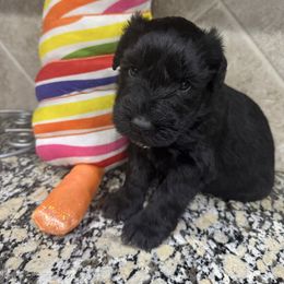 Black - Black male Giant Schnauzer puppy in Pearland, Texas from K & S Schnauzers