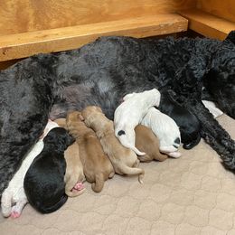 Goldendoodle Puppies from Goldendoodles on the Hill