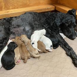 Goldendoodle Puppies from Goldendoodles on the Hill