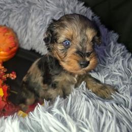 Rolo - Parti male Miniature Schnauzer puppy in Calera, Alabama from Burnett Cove Kennels