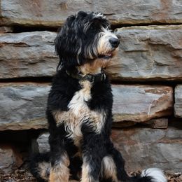 Maggie  - Bernedoodle