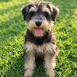Miniature Schnauzer puppies from Rose Brook Family Farms