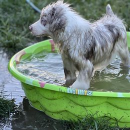 Red Merle Boy - Australian Shepherd puppy in Mc Alisterville, Pennsylvania from Colibri Acres And Farm