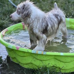 Red Merle Boy - Australian Shepherd puppy in Mc Alisterville, Pennsylvania from Colibri Acres And Farm
