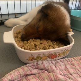 Collie Puppies from Kindred Spirit Collies