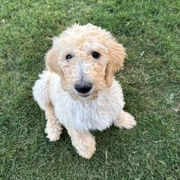 Milo - Cream male Goldendoodle puppy in Hoschton, Georgia from H&H Goldendoodles of Braselton