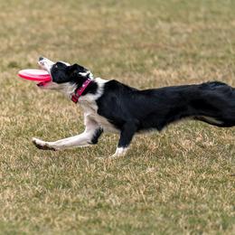Border Collies from T/S Border Collies