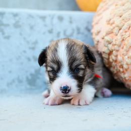 Wampus - Fawn male Pembroke Welsh Corgi puppy in Mona, Utah from Sorensen Corgis