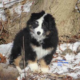 Windy - Black tri female Miniature American Shepherd puppy in Hillsdale, Michigan from Faithwalk Aussies and Mini American Shepherds