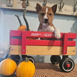 Sapphire - Red and white female Basenji puppy in New Providence, Pennsylvania from Buck Iron Stables Kennel