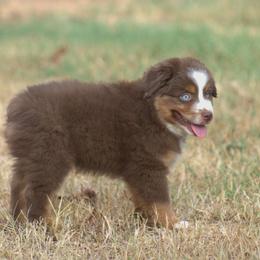Miniature Australian Shepherd Puppies from MAC's Cirkles 8 Aussies