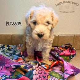 Blossom - Apricot female Schnoodle puppy in Sedalia, Missouri from Farmer Brown's Puppies