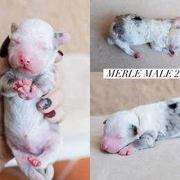 Aussiedoodle and Goldendoodle Puppies from Ever After Doodles Arizona
