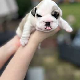 Bulldog Puppies from Sweet Rolls