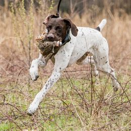 Monroe - German Shorthaired Pointer