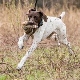 Monroe - German Shorthaired Pointer