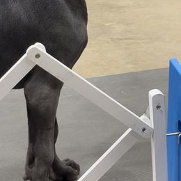 Great Dane Puppies from Lazuli Great Danes