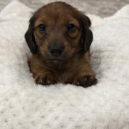 Dachshund Puppies from Southern Bloom Dachshunds