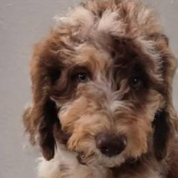 Bernedoodles, Bernese Mountain Dogs, Goldendoodles, and Shihpoos from Route 66 Poodles & Doodles, Sapphire Shih-tzu's of Ohio