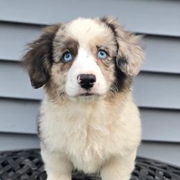 Savage Feyre of Eire - Blue merle and white female Cardigan Welsh Corgi puppy in Plymouth, Iowa from Savages Low riders