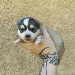 3 - Silver and white female Pomsky puppy in La Verne, California from Red Cedar Pomskies