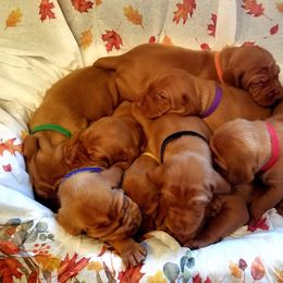 Vizsla Puppies from Krichen Vizslas