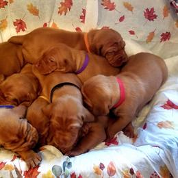 Vizsla Puppies from Krichen Vizslas